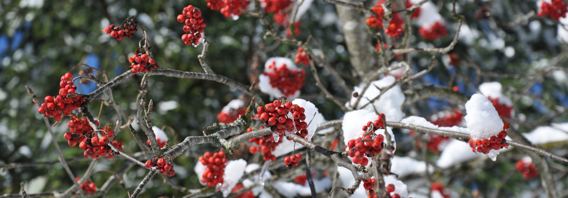 04 Weihnachstgre-1920x670